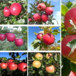 IshVed Biotech’s Tissue culture apple plants will soon be a treat to farmers.