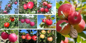 Read more about the article IshVed Biotech’s Tissue culture apple plants will soon be a treat to farmers.
