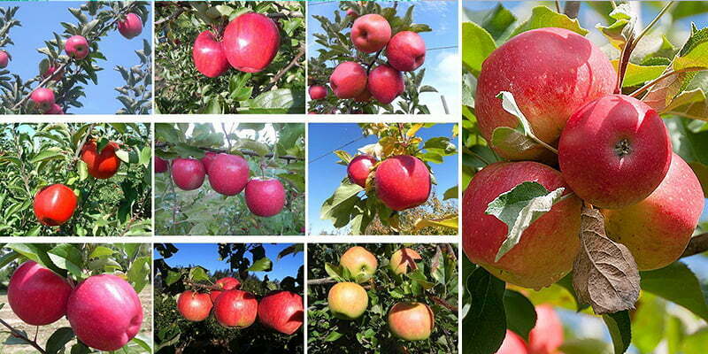 You are currently viewing IshVed Biotech’s Tissue culture apple plants will soon be a treat to farmers.