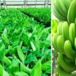 Disease-free high yielding banana plantlets: A boon for Farmers