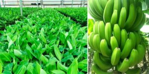 Read more about the article Disease-free high yielding banana plantlets: A boon for Farmers