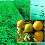 IshVed’s Katol Gold Sweet Lime- A combo assurance of best yields and disease resistance.