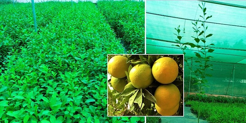 You are currently viewing IshVed’s Katol Gold Sweet Lime- A combo assurance of best yields and disease resistance.