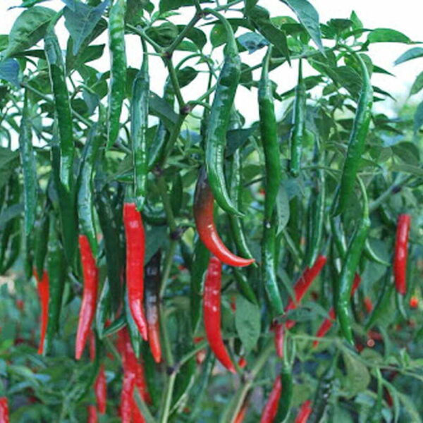 Hot pepper (Chilli) - 1 - Image 3