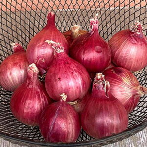 Onion – 351