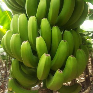 Banana (G9 )