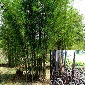 Bamboo (Dendrocalamus Stocksii)