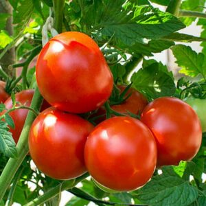 Tomato – 103