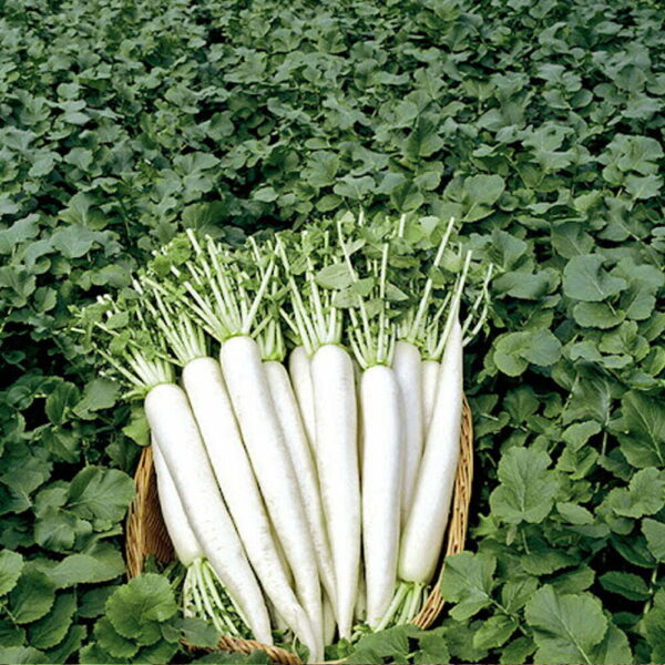 Radish - 02 - Image 3