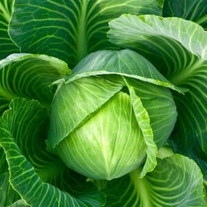 Cabbage – 04