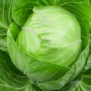 Cabbage – 04
