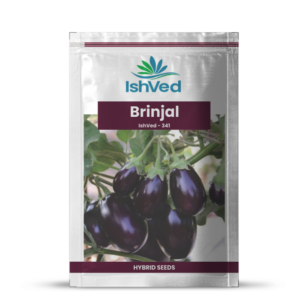 Brinjal - 341