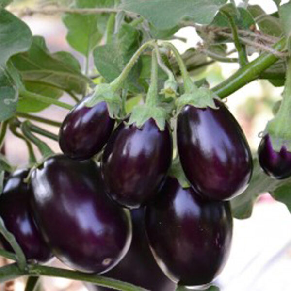 Brinjal - 341 - Image 3