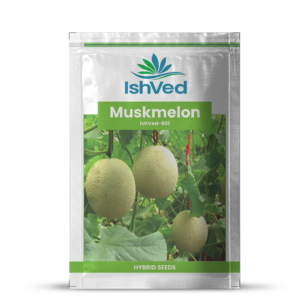 Muskmelon – 801