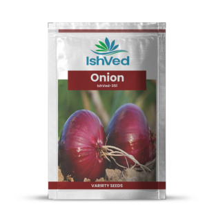Onion – 351