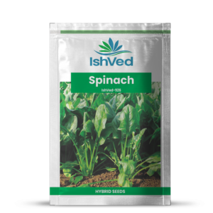 Spinach – 926