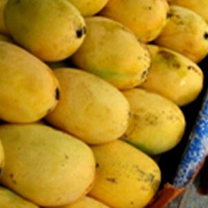 Mango (Dashehari)