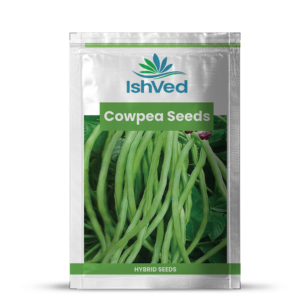 Cowpea seeds – 08