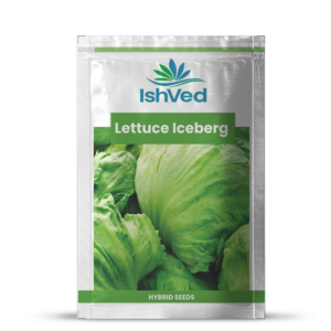 Lettuce Iceberg – 15