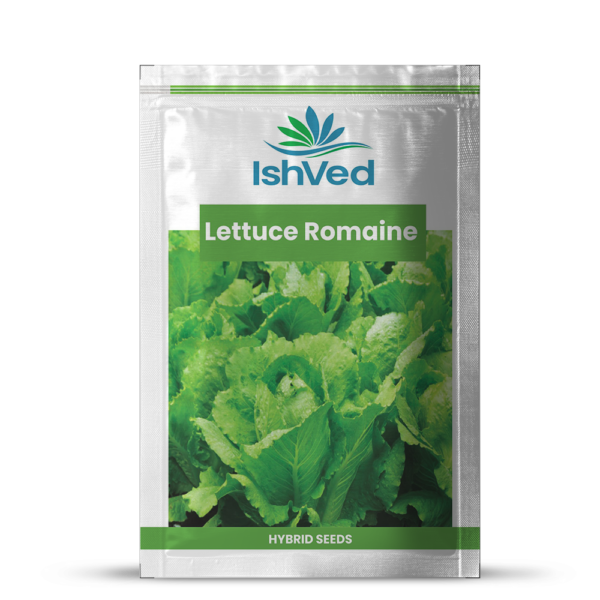 Lettuce romaine - 16