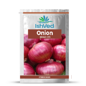 Onion – 375